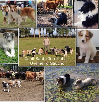 brazil kennel