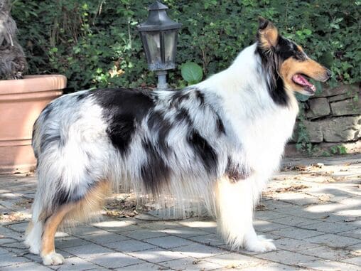 collie body profile right sample