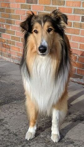 collie front full view sample