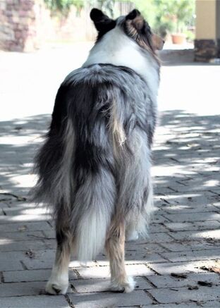 collie rear full view sample