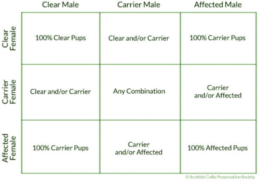 genectic chart