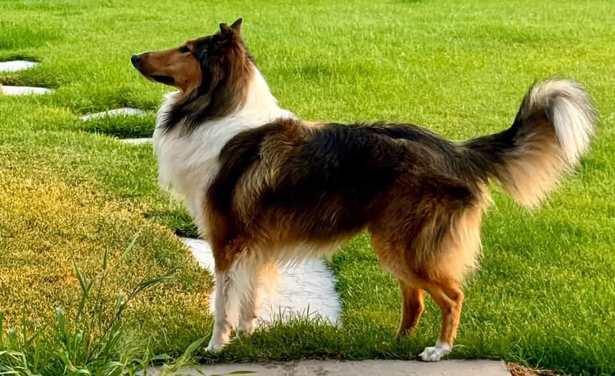 beautiful collie standing in bright green grass
