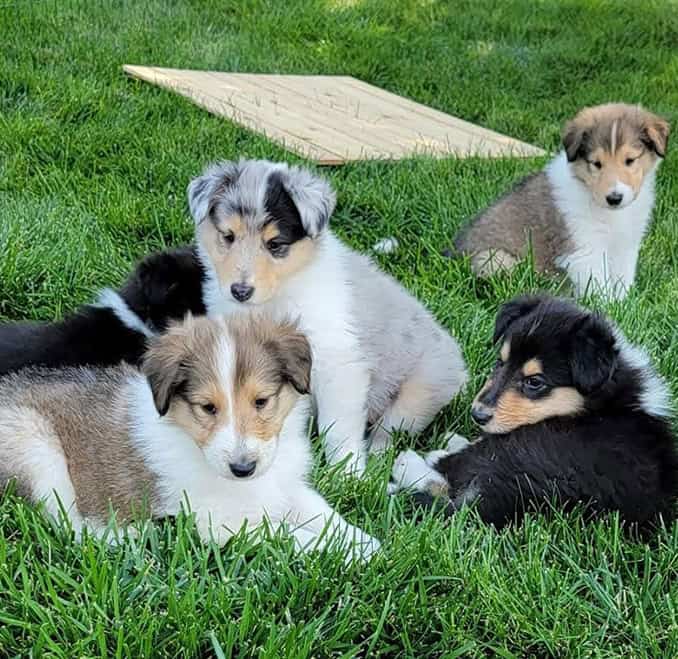 ivybar pups 3