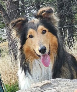 rough collie forest portrait 2