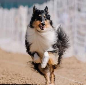 rough collie jumping