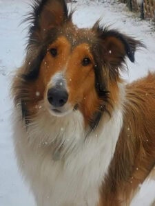 rough collie snow portrait