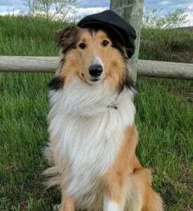 rough collie with black hat