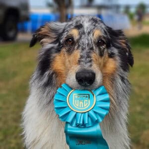 rough collie with ribbon