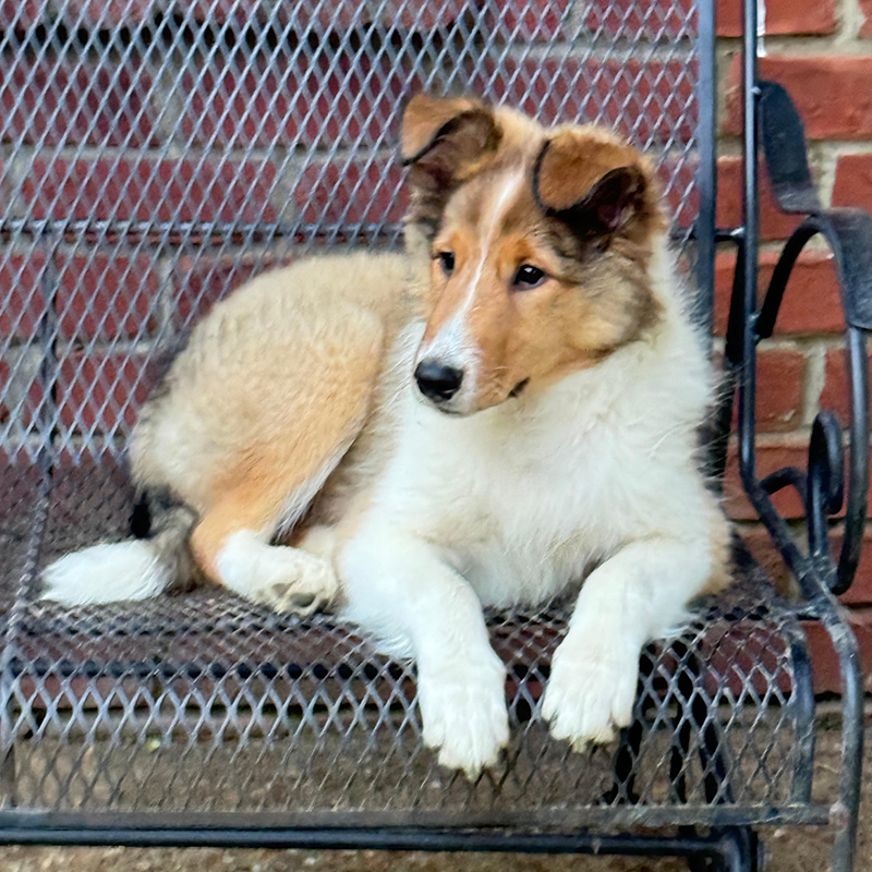rough collie chilling on bench 2