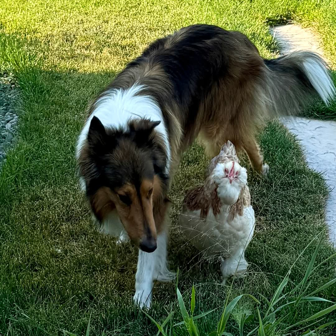 rough collie with a rooster