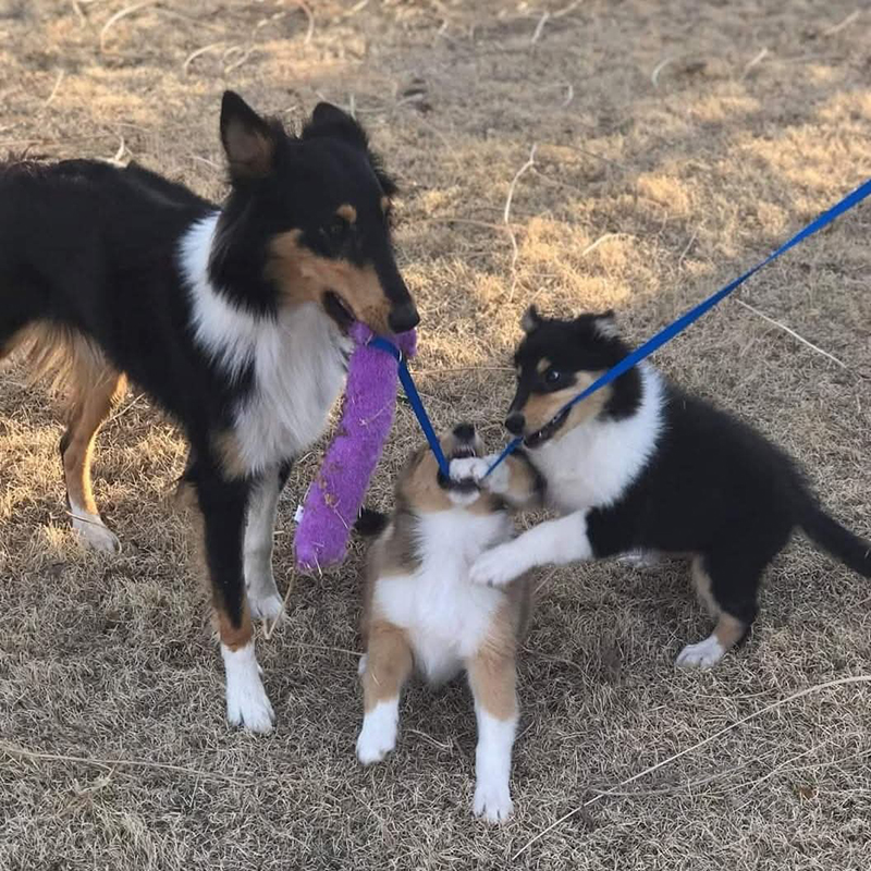 three collies battle over toy